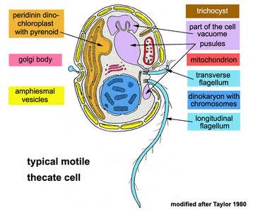 Struktur tubuh Nocticula scintillans via http://Tolweb.org