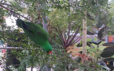 Menanamkan Kepedulian Satwa Liar kepada Siswa MTs Ma’arif Al Hamid pada Hari Satwa Liar Sedunia