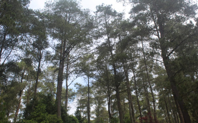 Menanam Harapan: Peran Madrasah dalam Pelestarian Lingkungan