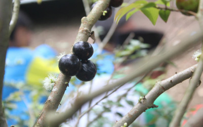 Morfologi Anggur Brasil (Plinia cauliflora)